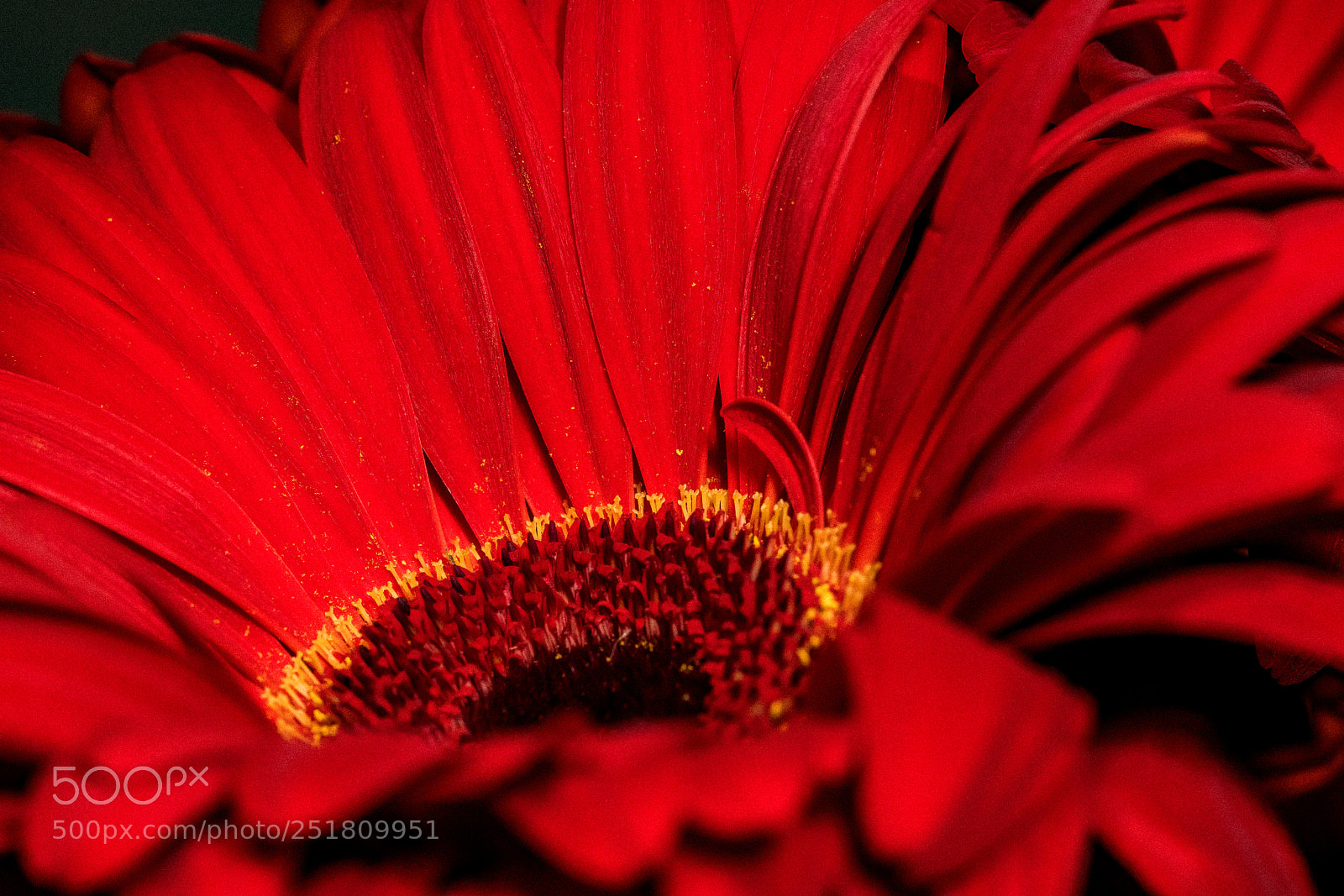 Sony a7R II sample photo. Sea of red photography
