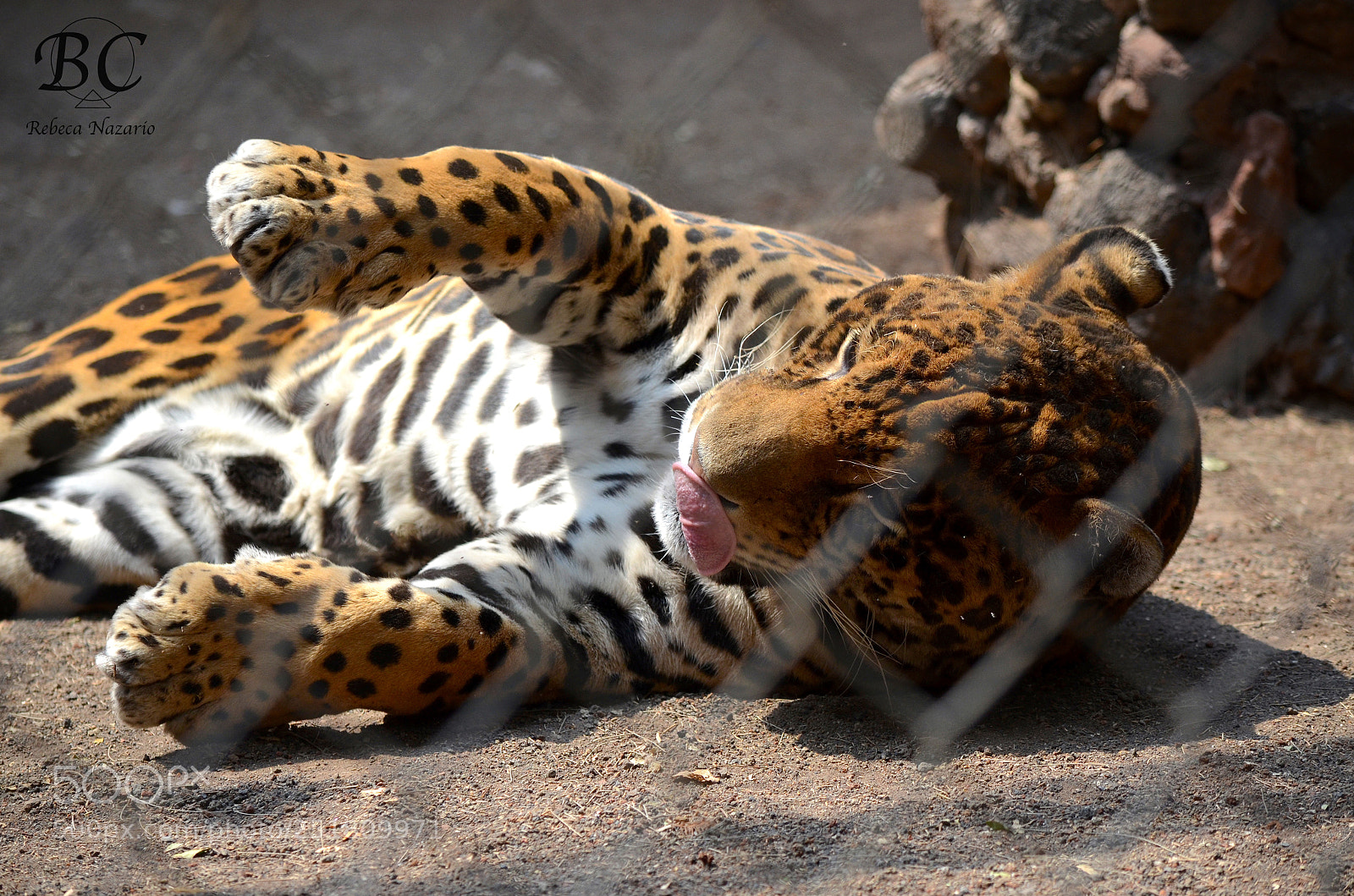 Nikon D5100 sample photo. Sharoo photography