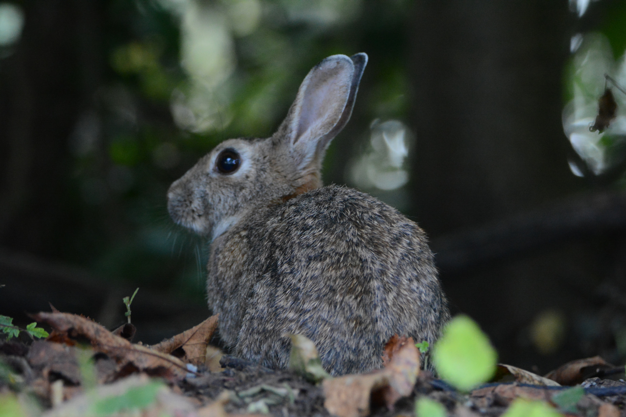 Nikon D5200 sample photo