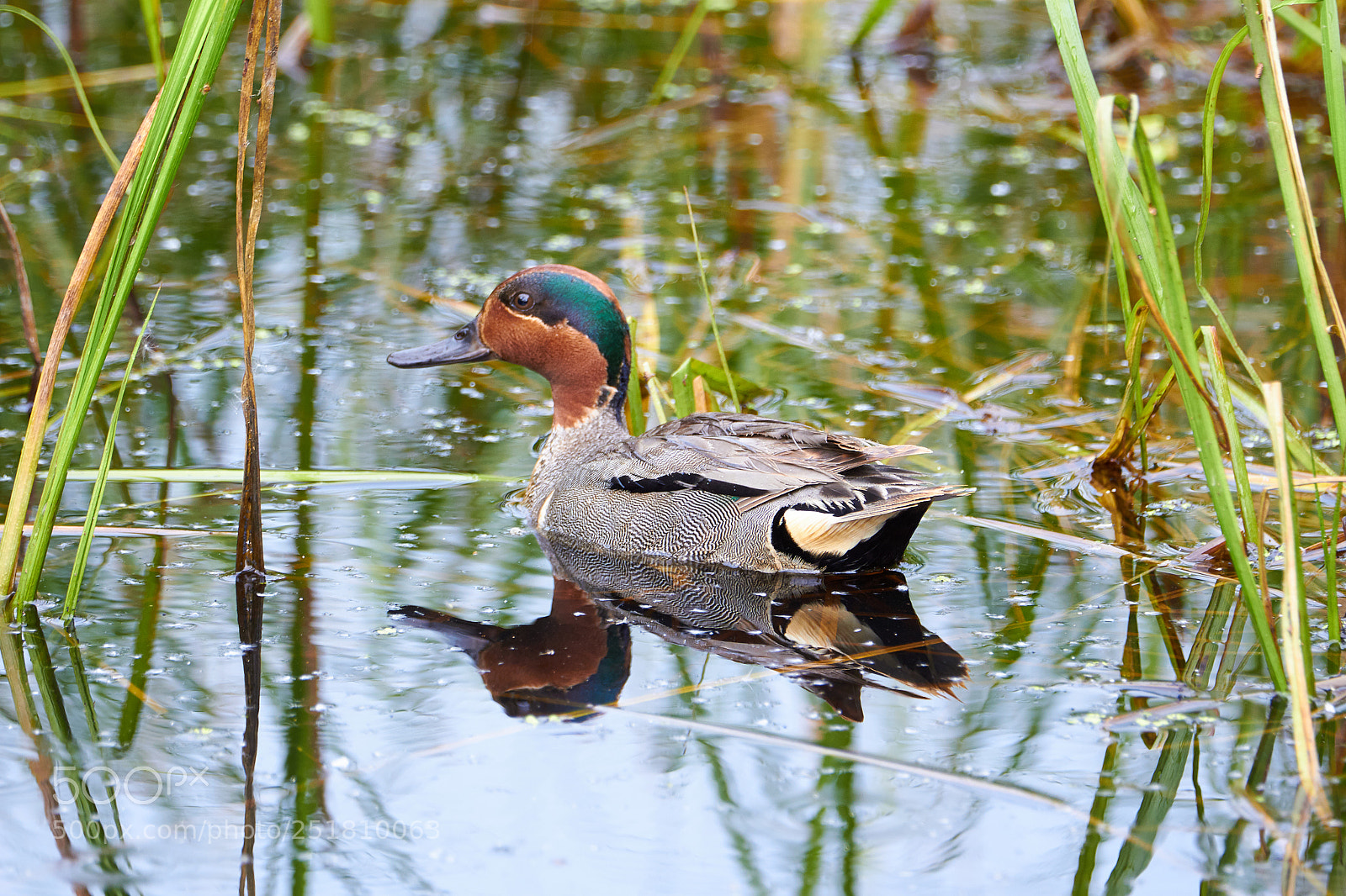 Canon EOS 100D (EOS Rebel SL1 / EOS Kiss X7) sample photo. Teal duck in alaska photography