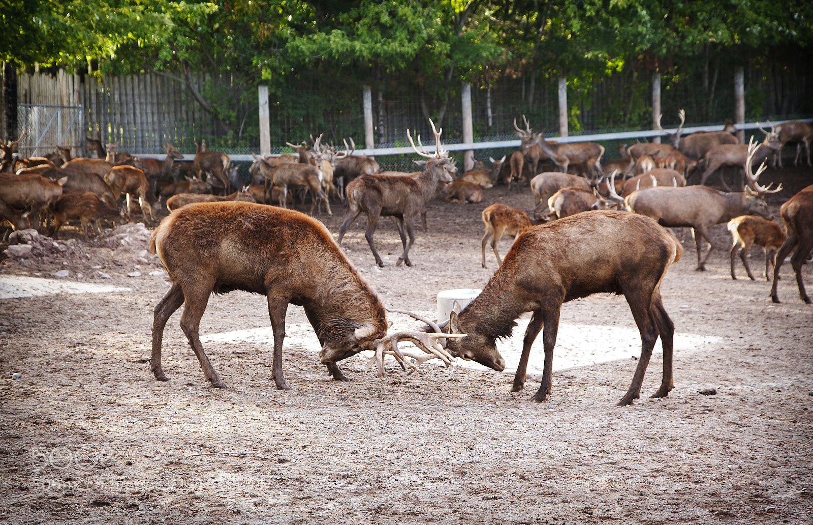 Canon EOS 5D Mark II sample photo. Deers fight with horns photography