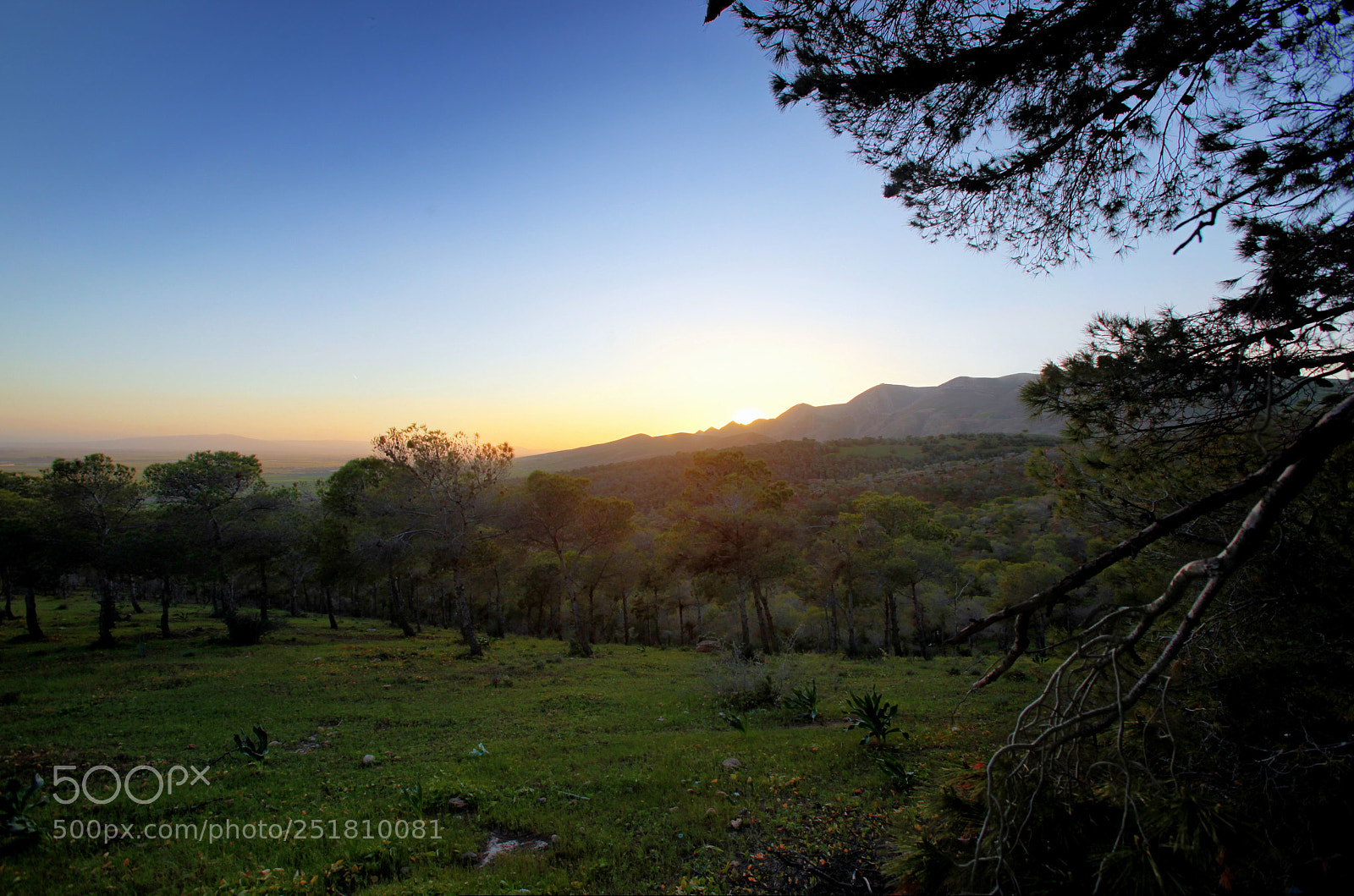 Canon EOS 5D Mark II sample photo. Young cedar forest photography