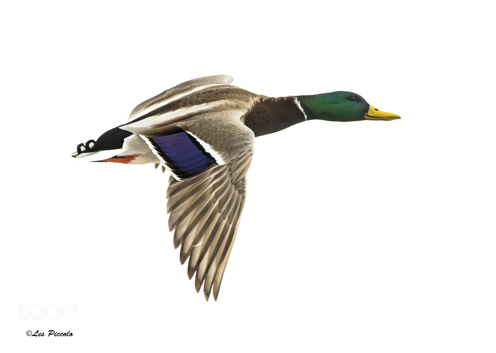 Nikon D500 sample photo. Mallard profile photography