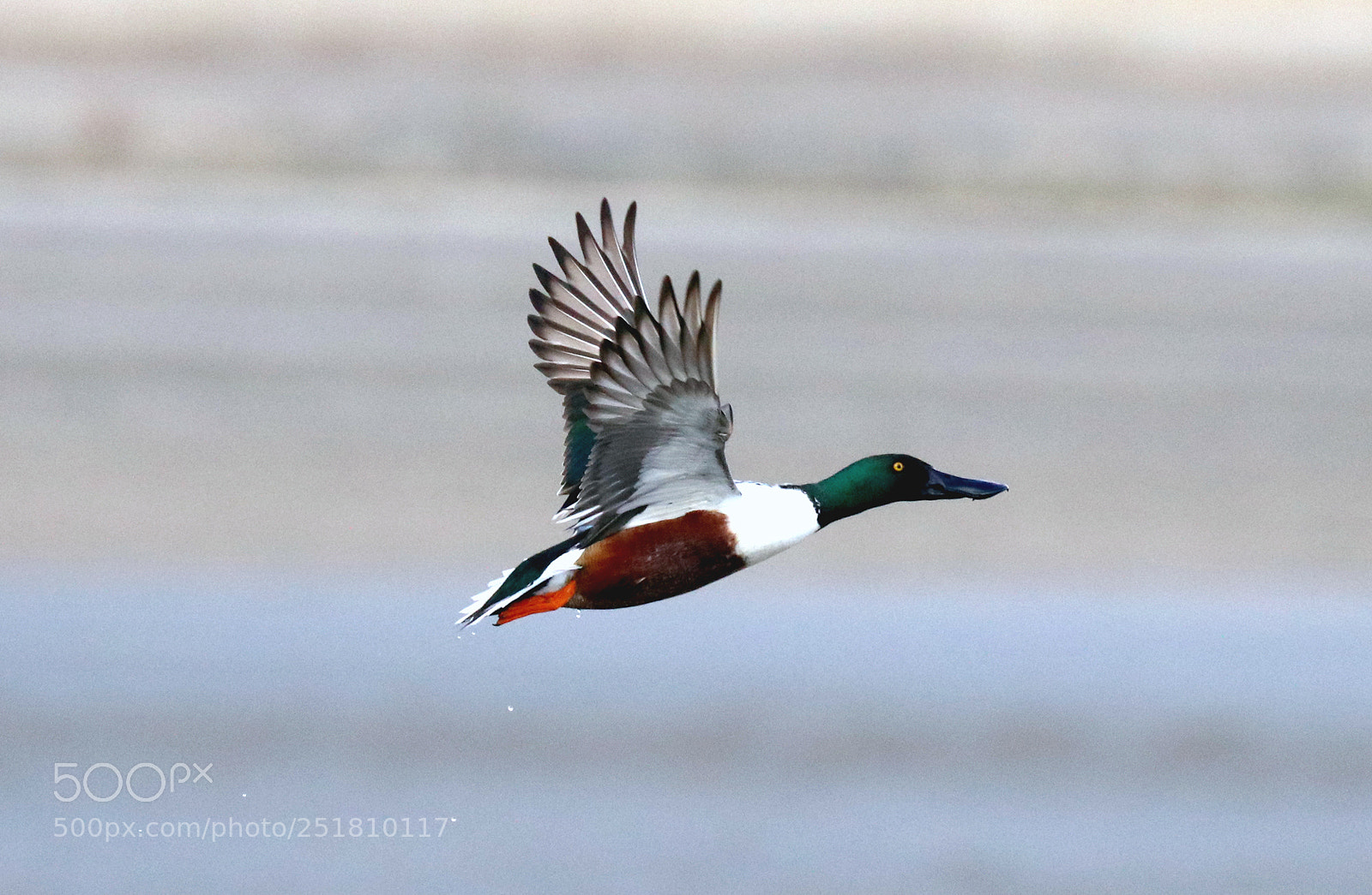 Canon EOS 80D sample photo. Northern shoveler photography