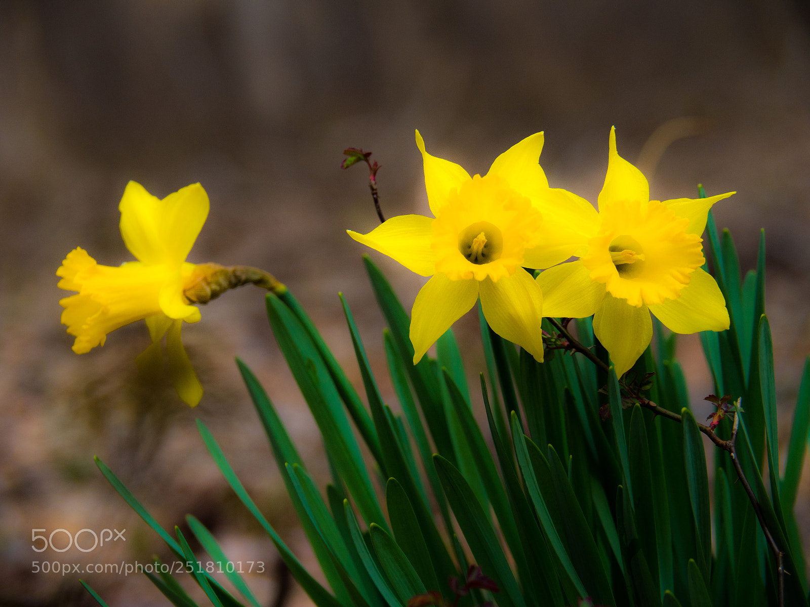 Olympus PEN-F sample photo. Signs of spring photography