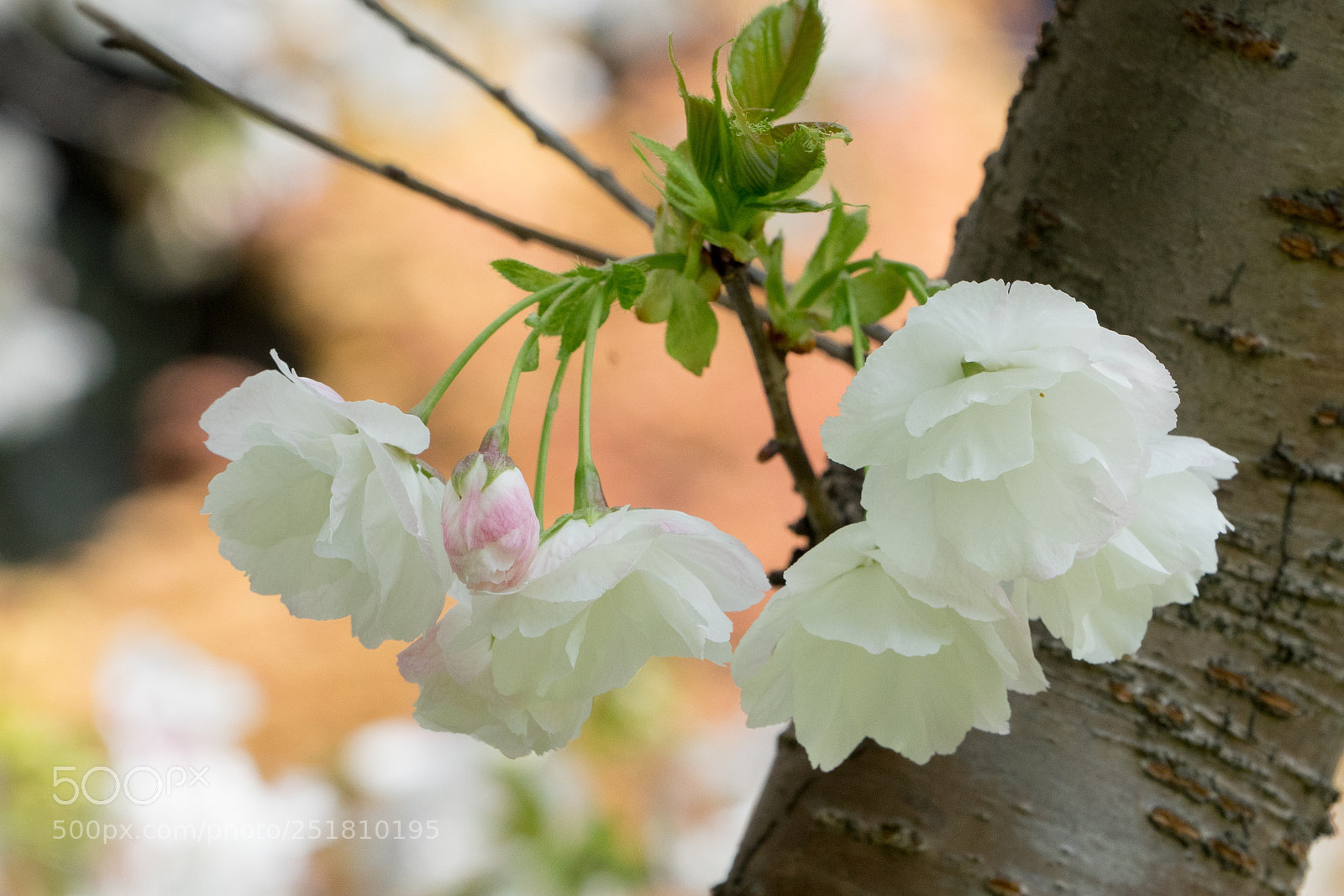 Sony a7 sample photo. Cherry blossom #8 photography