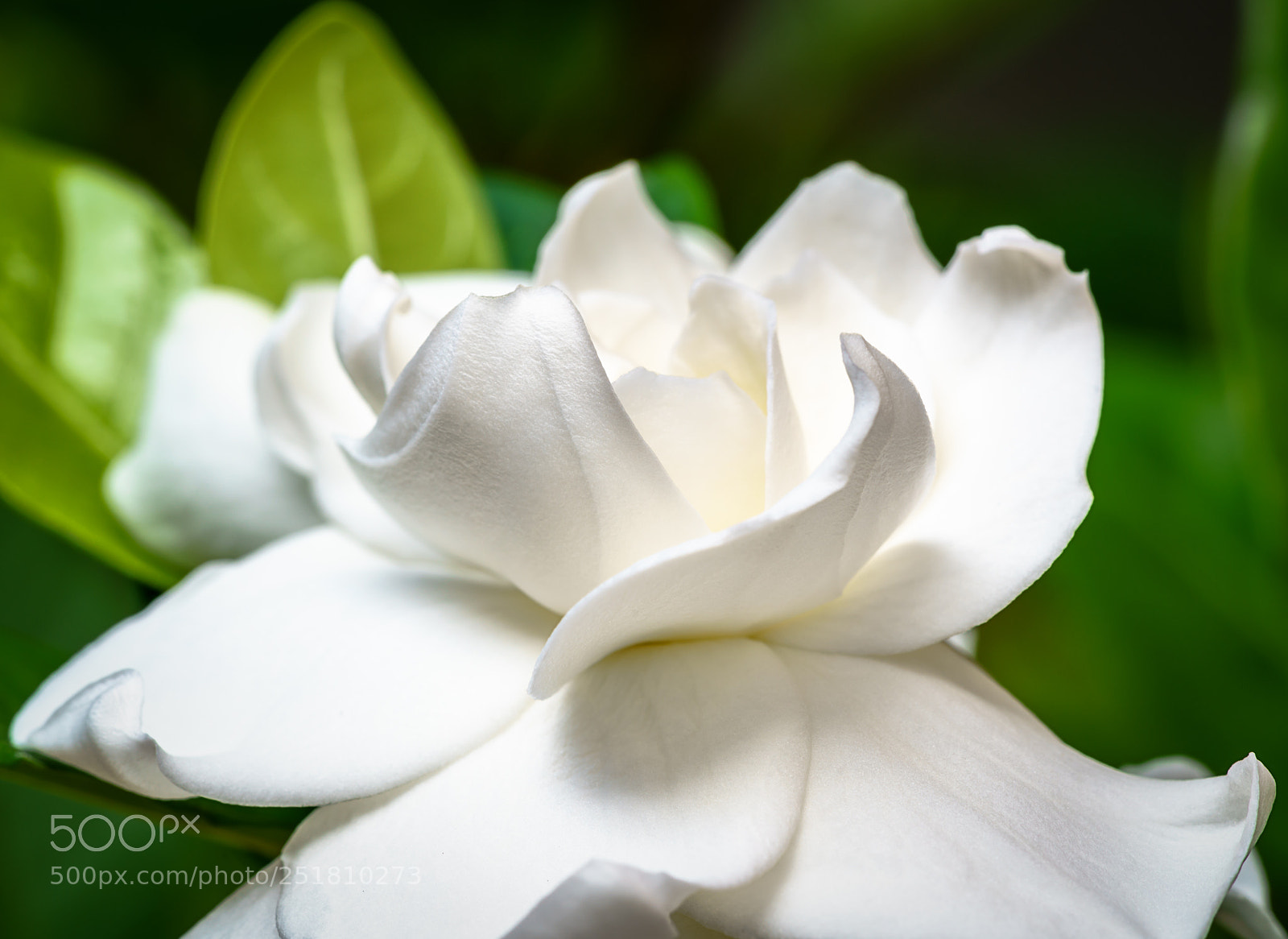 Sony a7R II sample photo. Gardenia photography