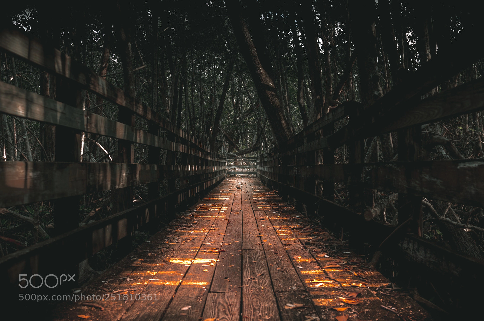 Sony a6500 sample photo. Golden path... photography