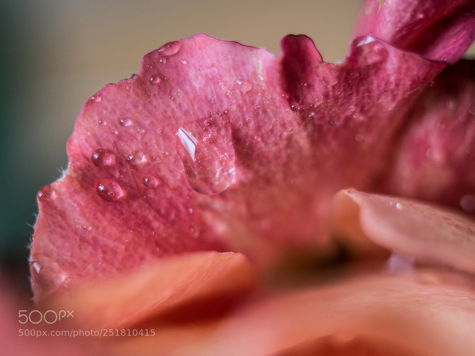 Panasonic DMC-G70 sample photo. Rose petal photography
