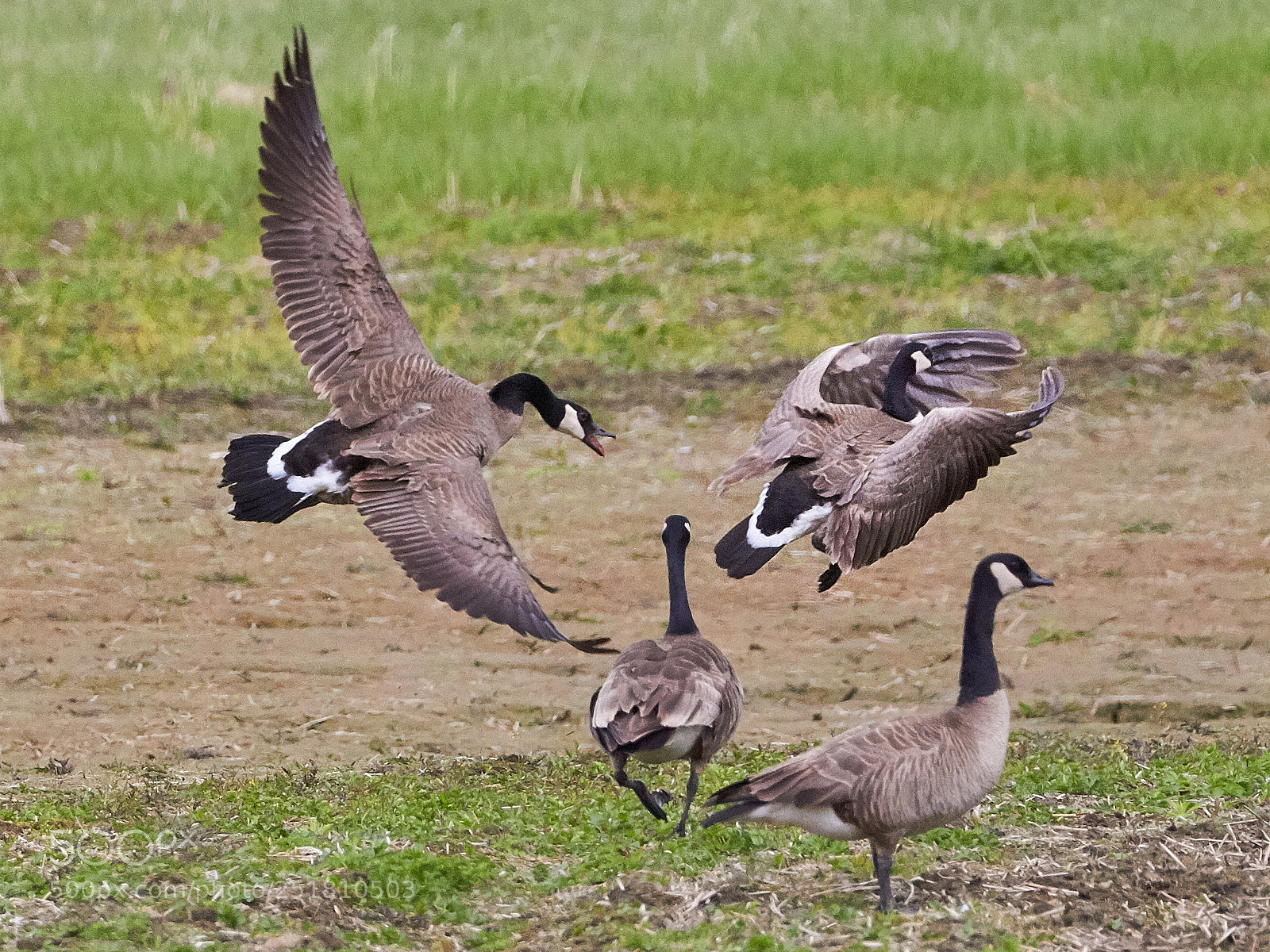 Canon EOS 100D (EOS Rebel SL1 / EOS Kiss X7) sample photo. Canadian geese getting ornery photography