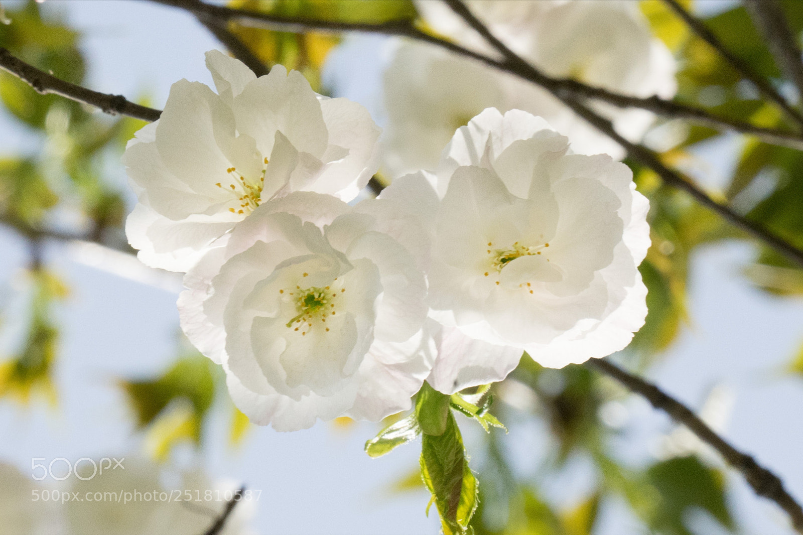 Sony a7 sample photo. Cherry blossom #9 photography