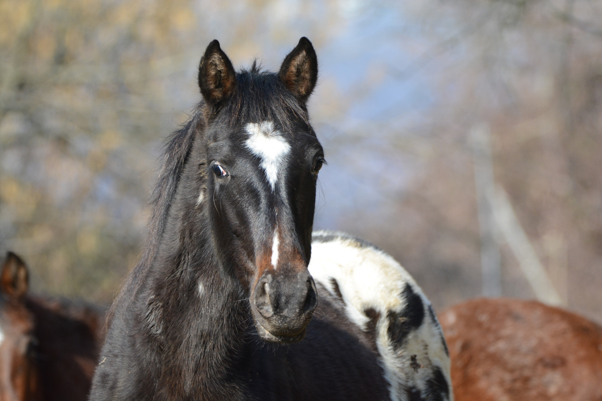 Nikon D5200 sample photo