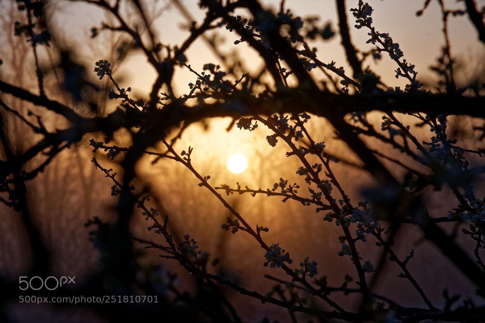Nikon AF-S Nikkor 24-120mm F4G ED VR sample photo. Plum tree with sunrise photography