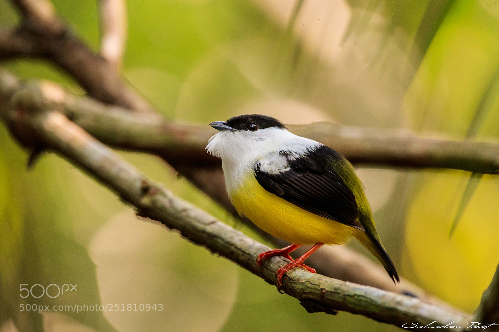 Canon EOS-1D X Mark II sample photo. White collared manakin photography