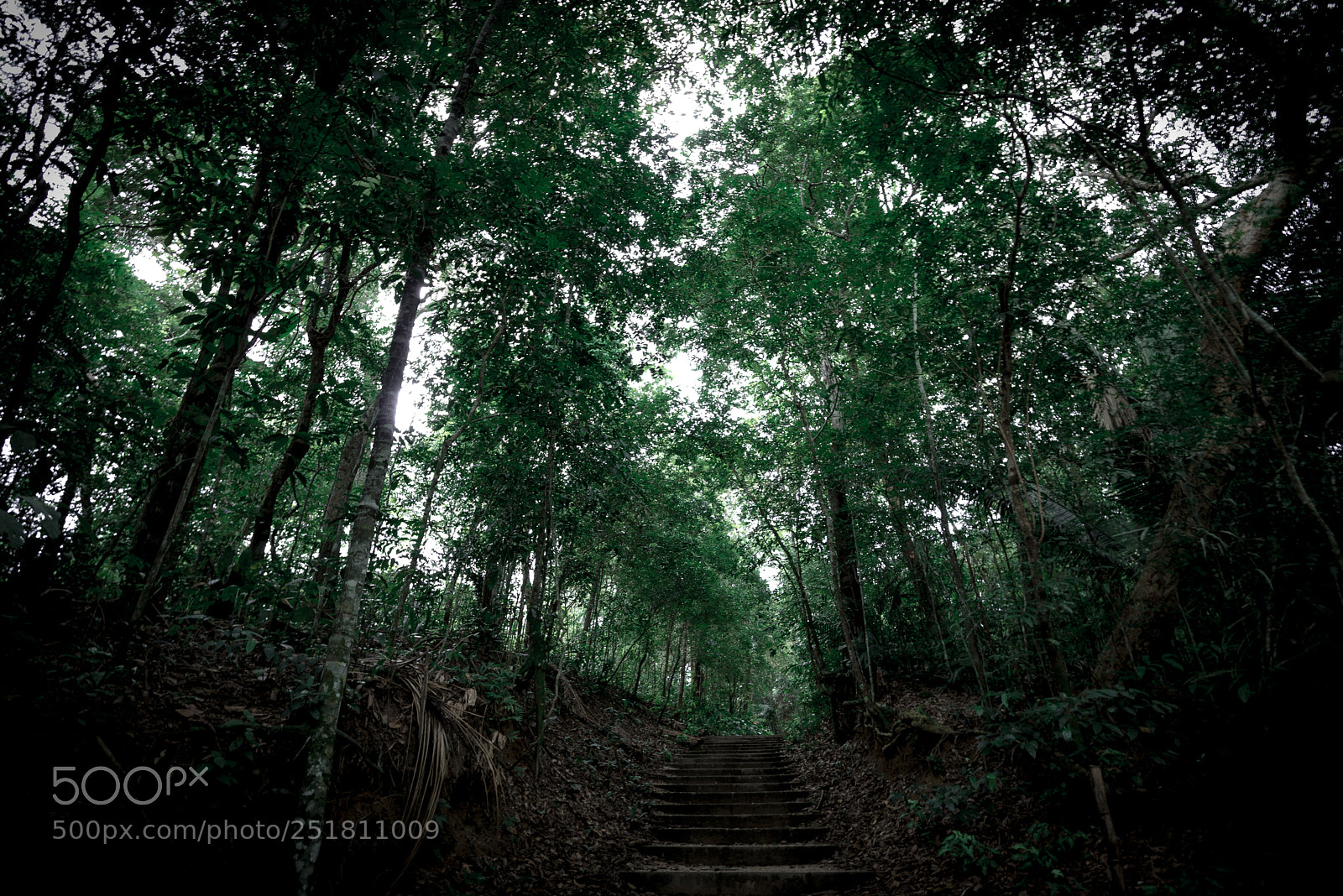 Nikon D800E sample photo. Amazon rainforest photography