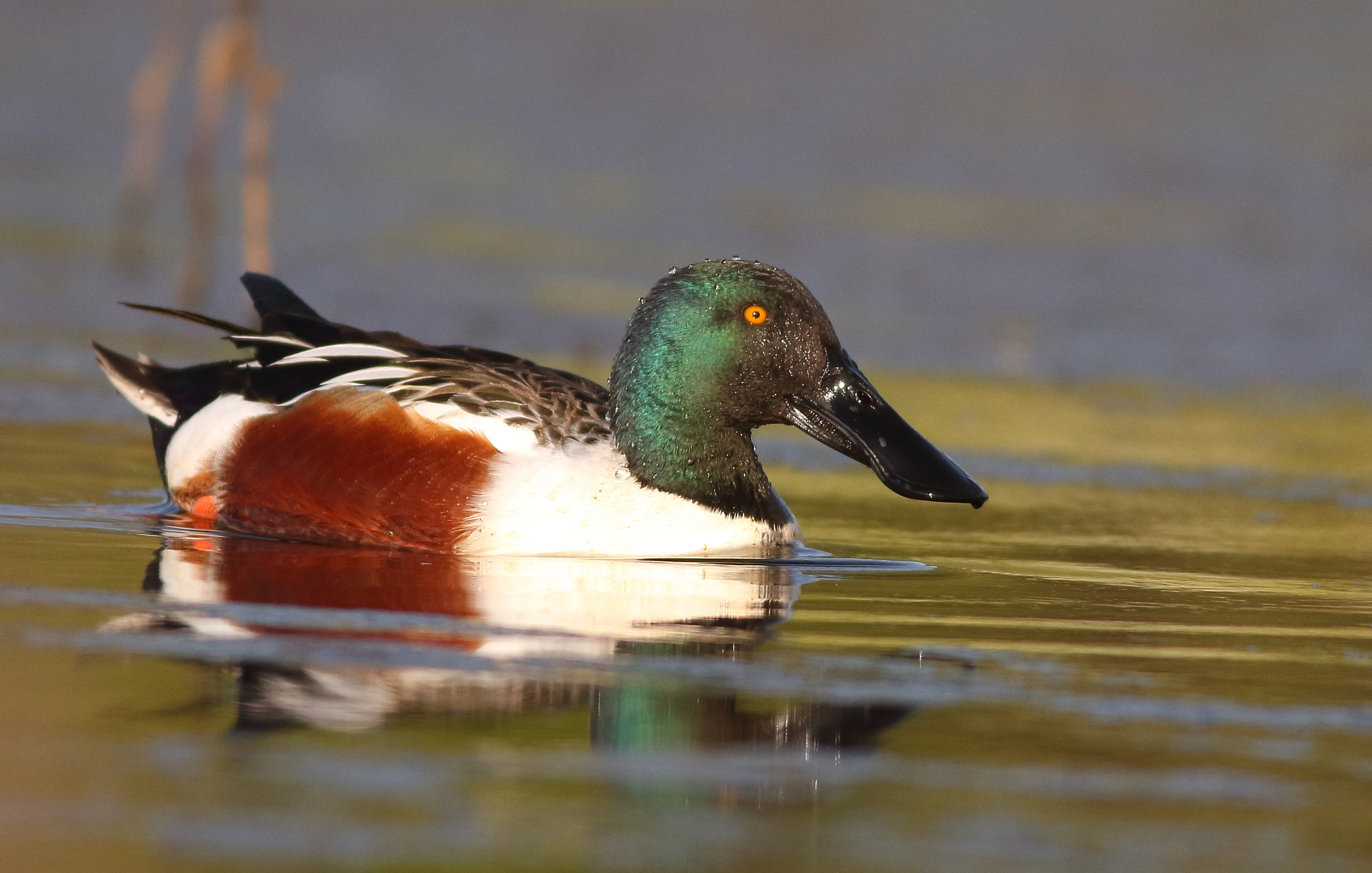 Canon EOS 7D + Canon EF 400mm F5.6L USM sample photo. Northern shoveler photography