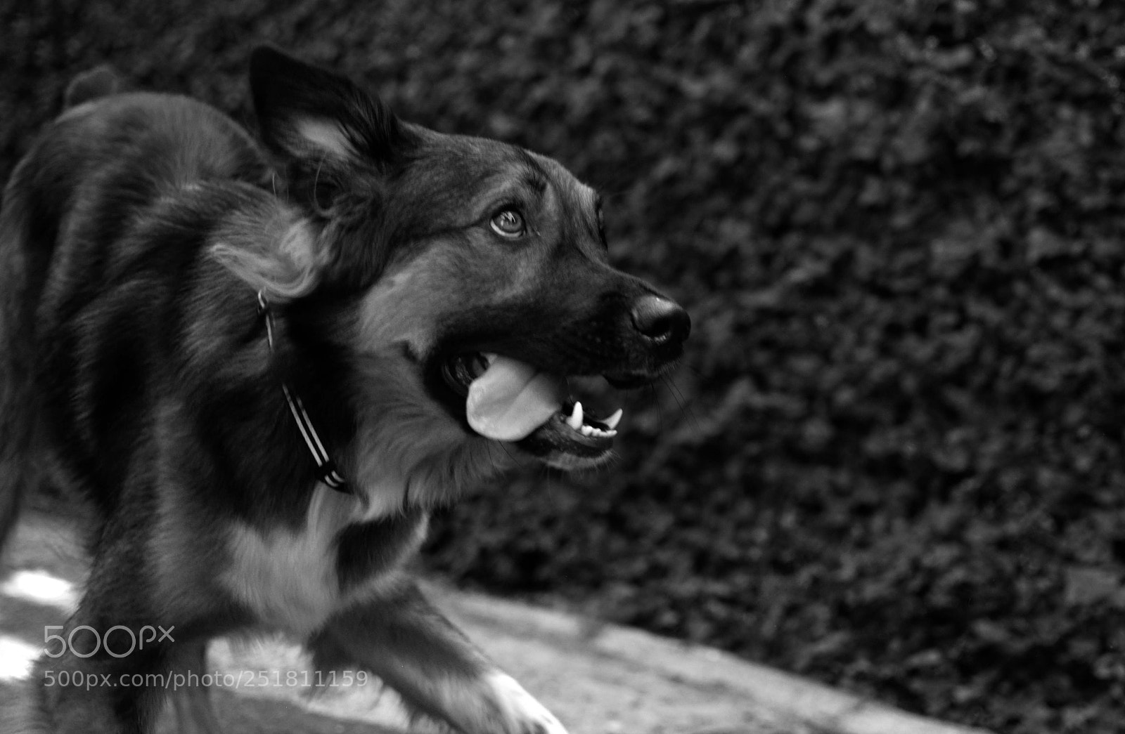 Nikon D5200 sample photo. Venha me pegar!!!!! photography