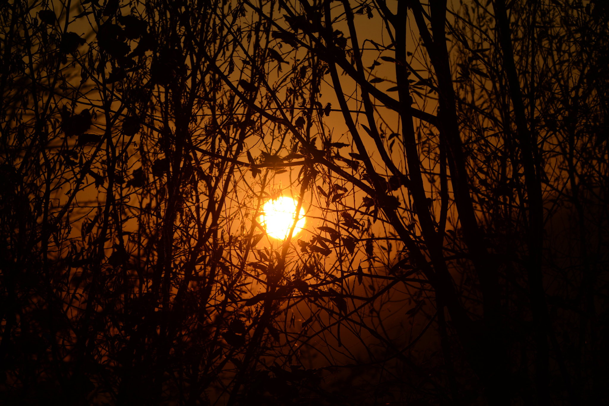 Nikon D5200 sample photo