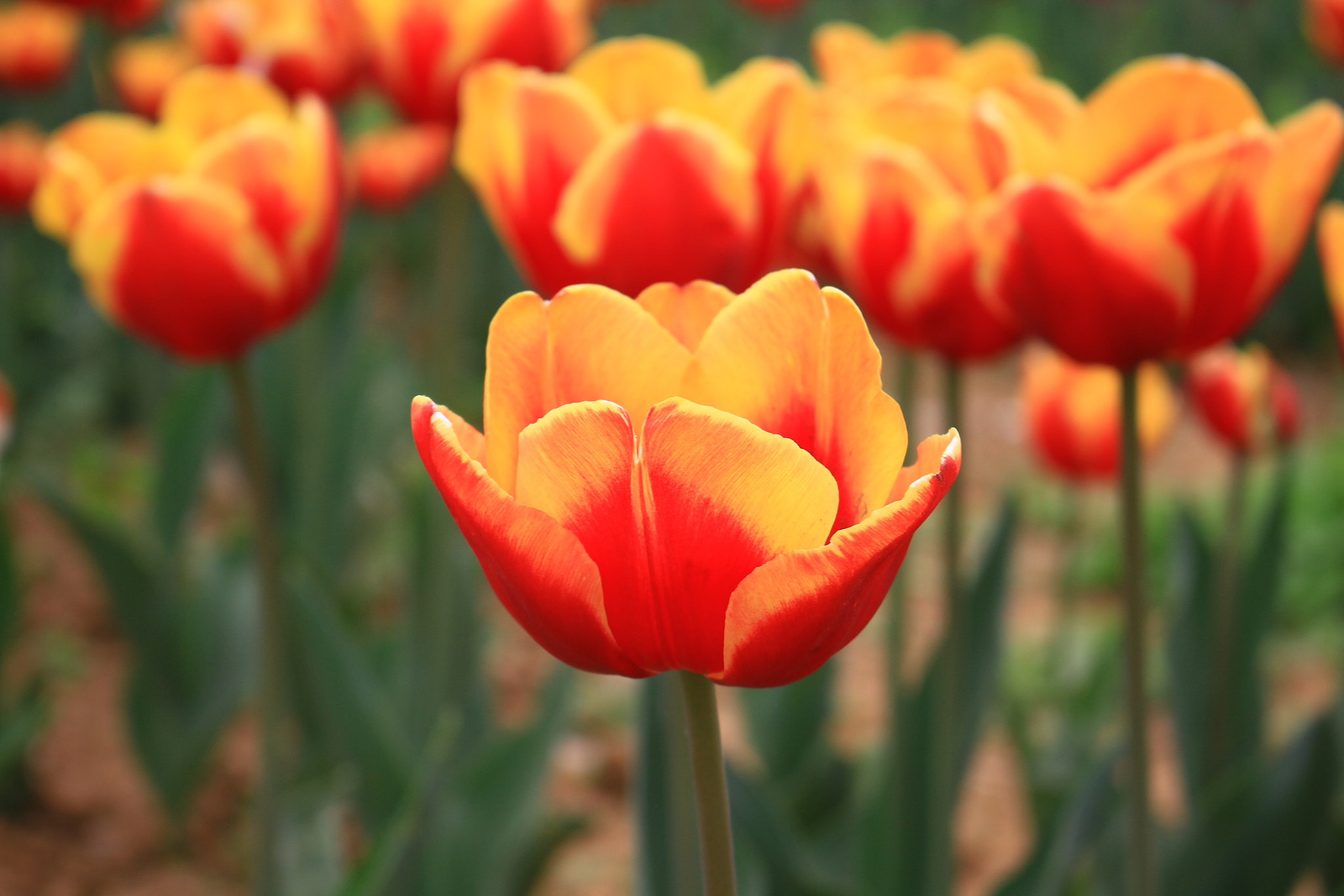 Canon EOS 7D sample photo
