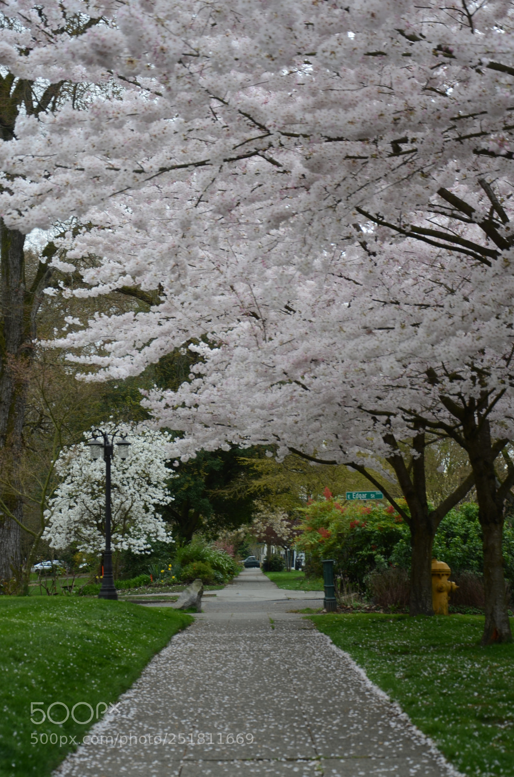 Nikon D7000 sample photo. Seattle (wa) photography