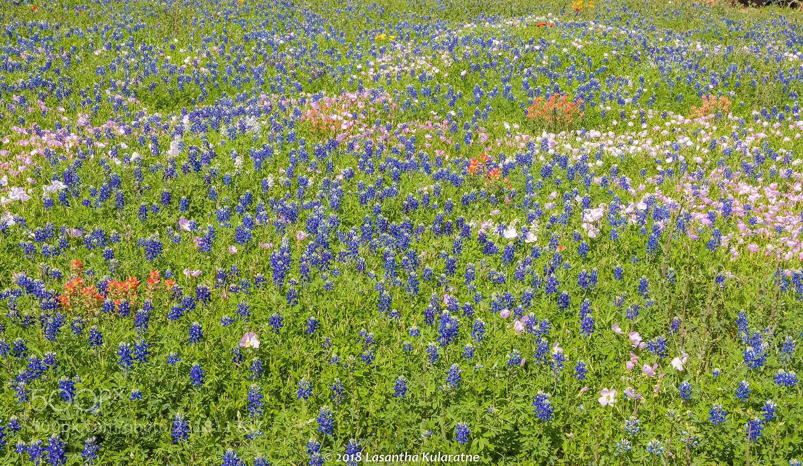 Nikon D7200 sample photo. Wild flowers in texas photography
