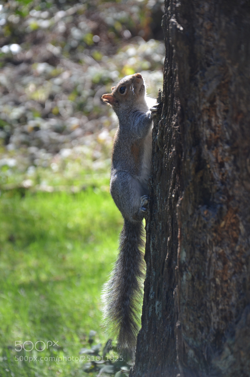 Nikon D7000 sample photo. Seattle (wa) photography