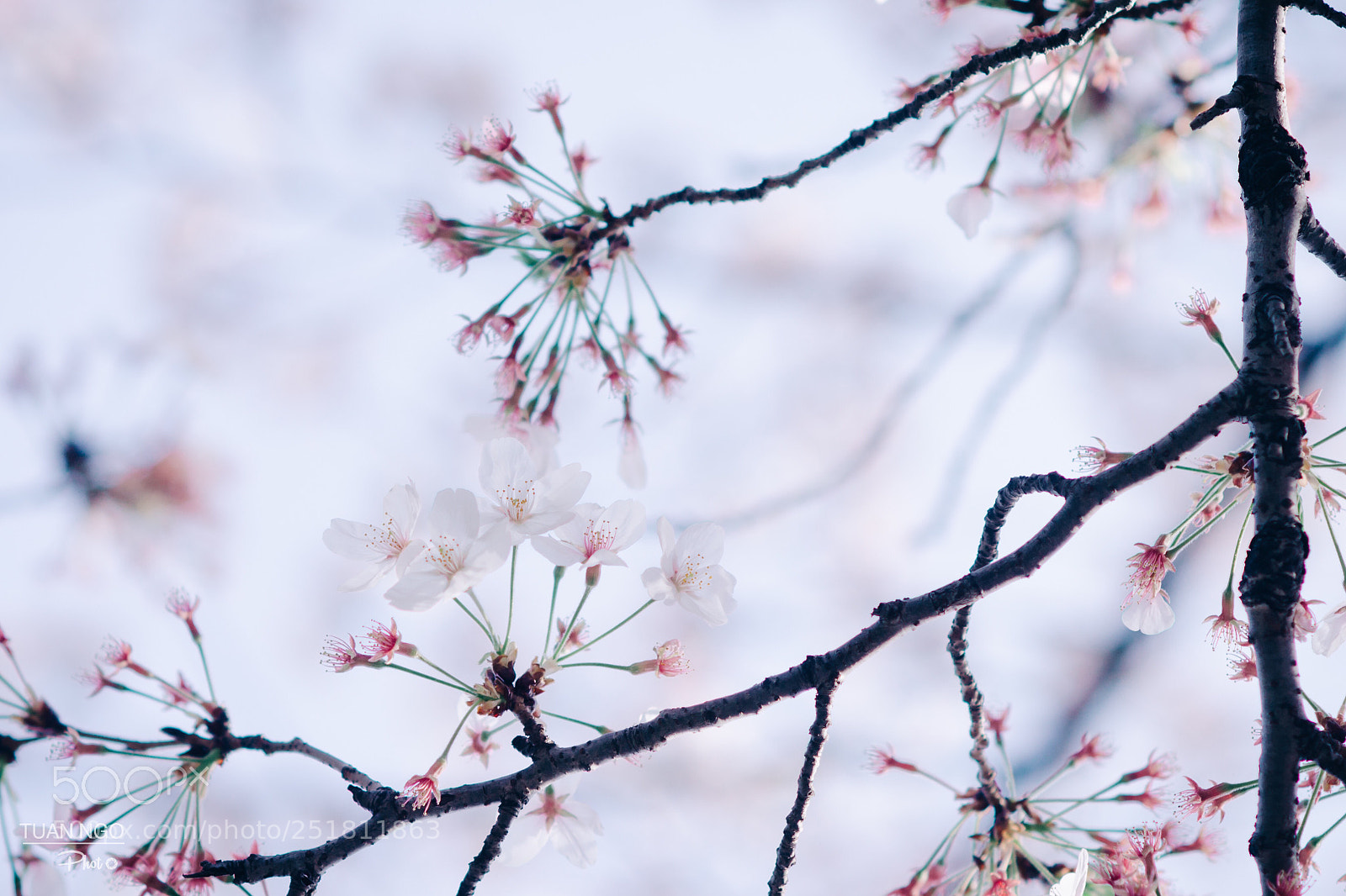 Nikon D7000 sample photo. Sakura photography