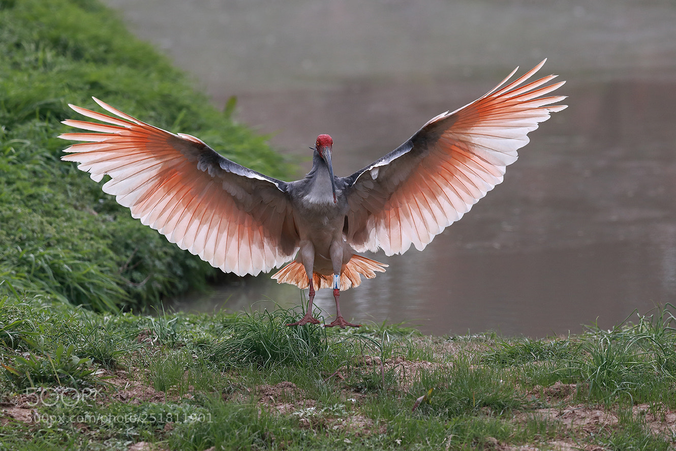 Canon EOS-1D X Mark II sample photo. Crested ibis photography