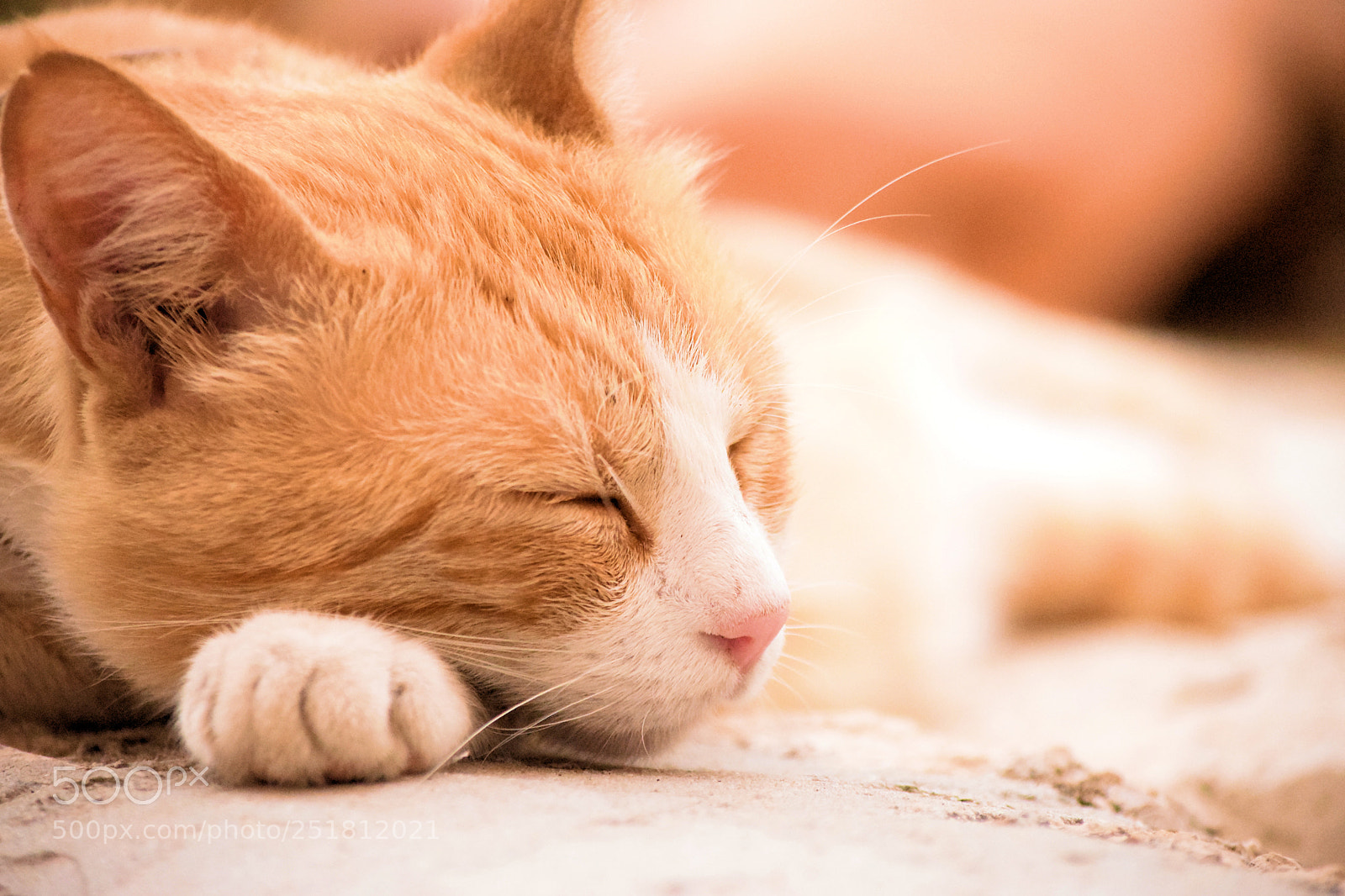 Nikon D3300 sample photo. Sleeping cat on a photography