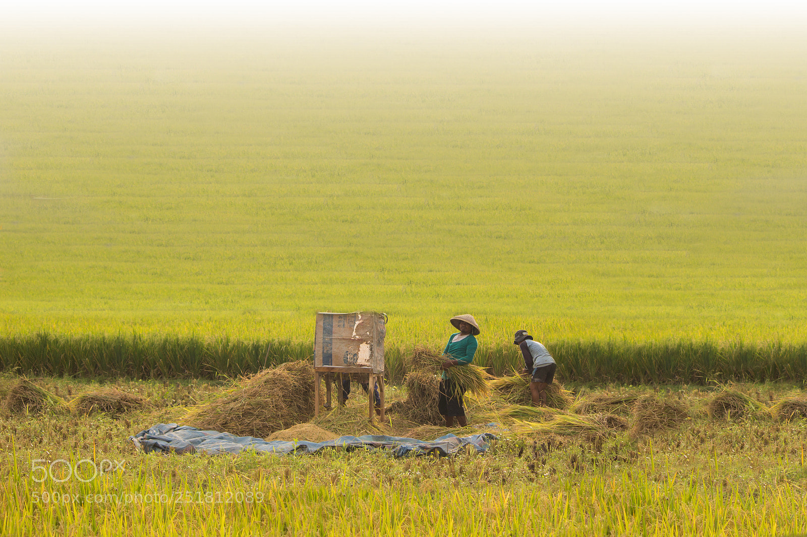 Canon EOS 100D (EOS Rebel SL1 / EOS Kiss X7) sample photo. Indonesia traditional harvest photography