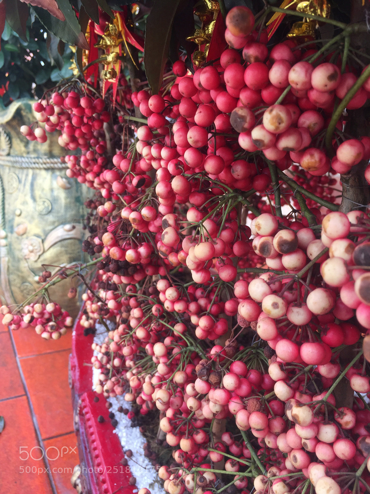 Apple iPhone 6 sample photo. Unidentified berries photography