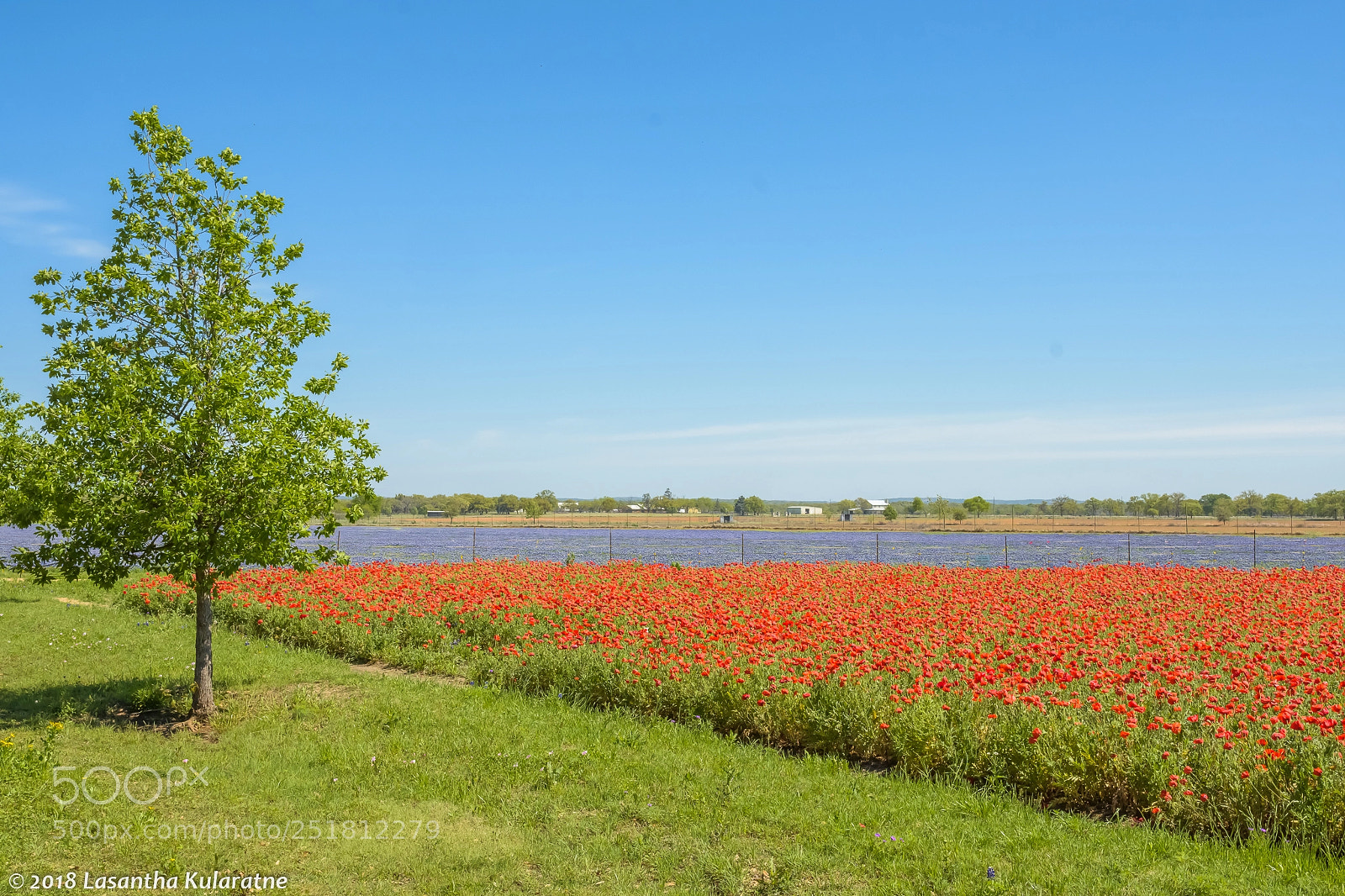 Nikon D7200 sample photo. Red poppies and blue photography