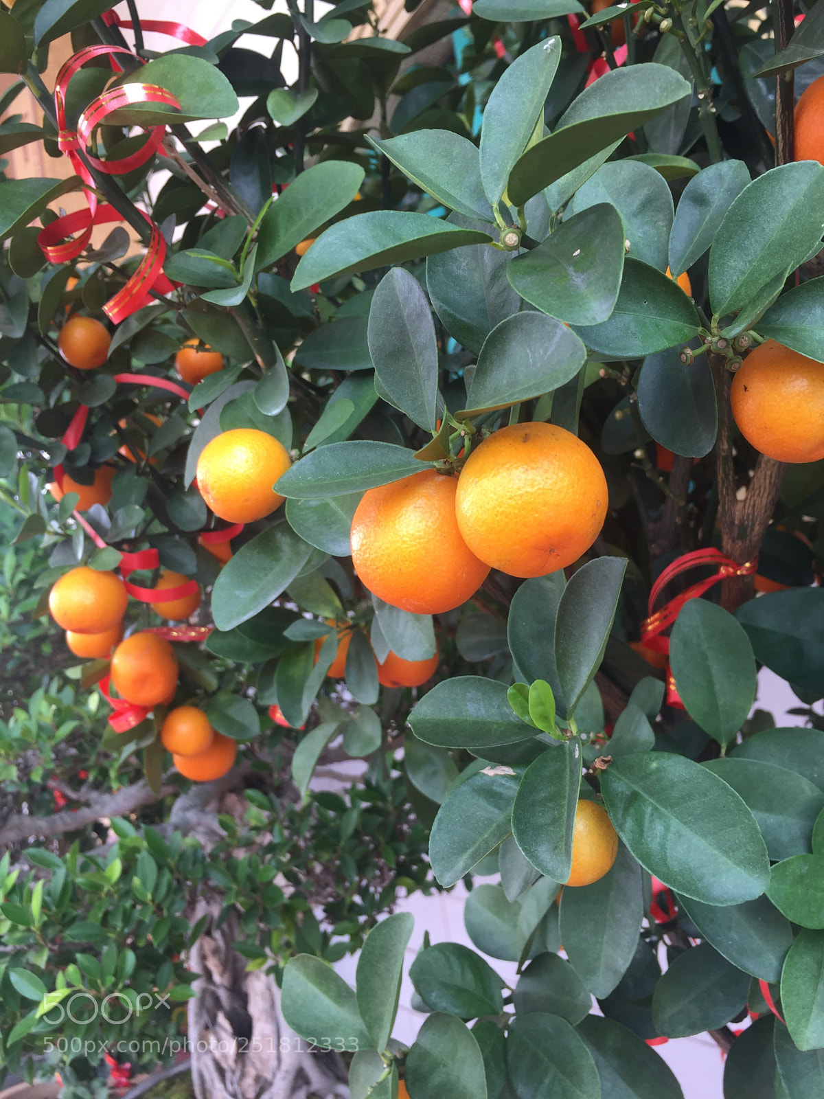 Apple iPhone 6 sample photo. Mini mandarin orange photography