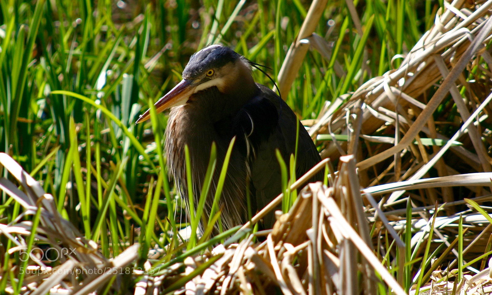 Canon EOS 300D (EOS Digital Rebel / EOS Kiss Digital) sample photo. Blue heron photography