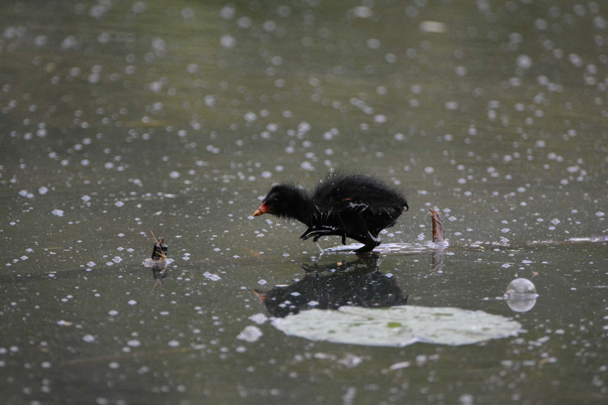 Nikon D5200 sample photo