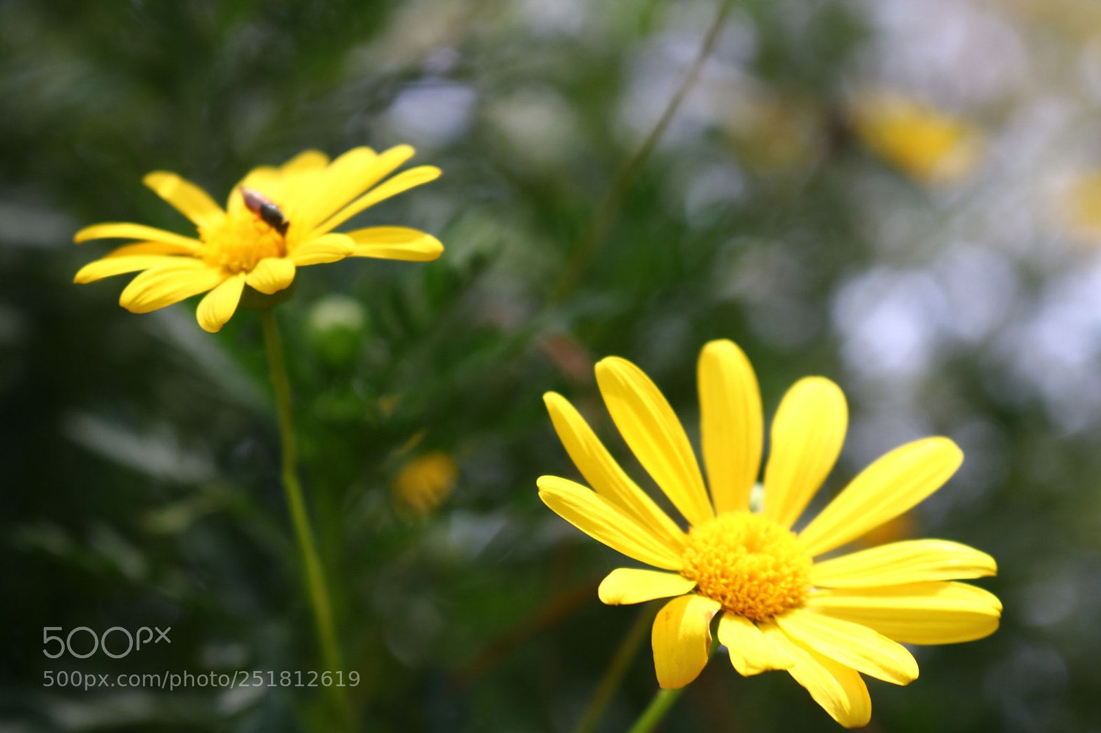 Canon EOS 750D (EOS Rebel T6i / EOS Kiss X8i) sample photo. Untitled photography