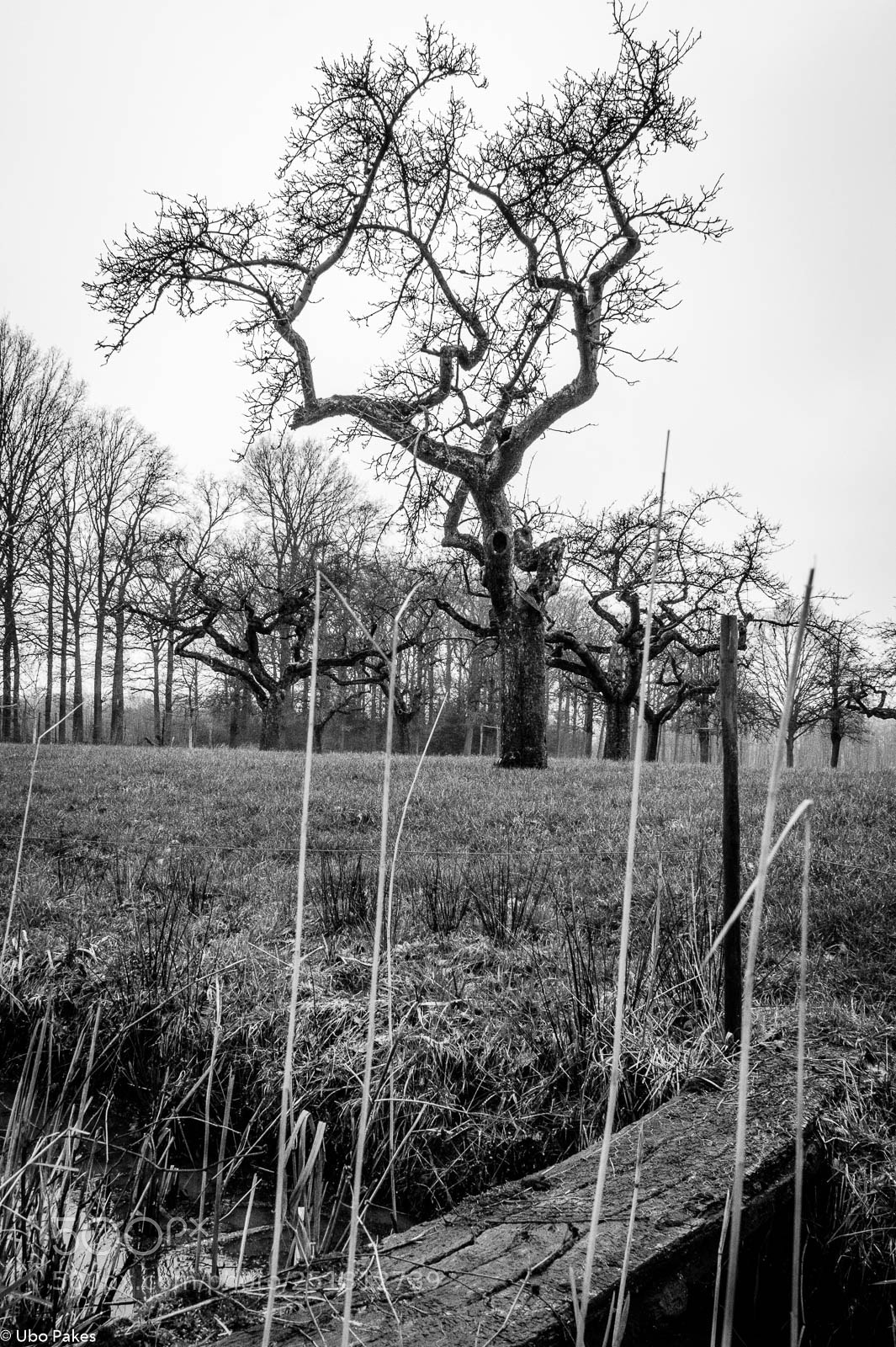 Sony a6300 sample photo. The orchard in winter photography