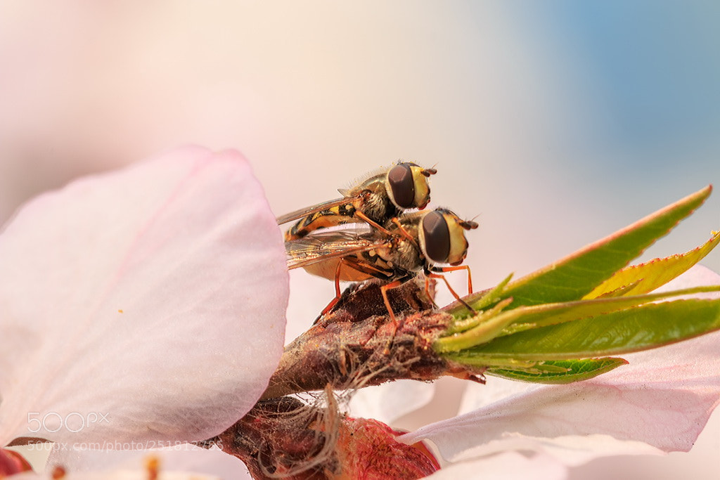 Canon EOS 70D sample photo. Spring photography
