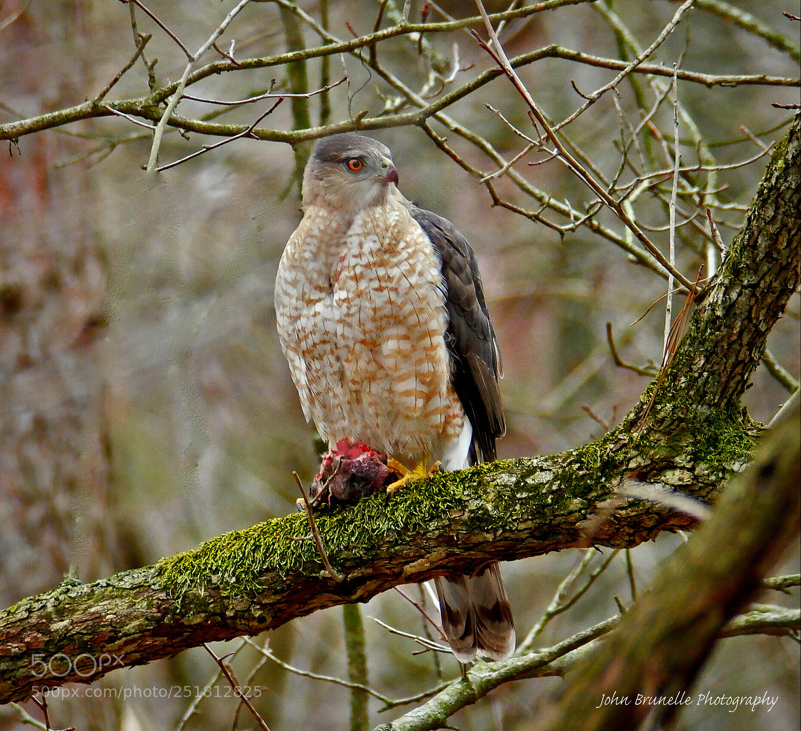 Samsung NX500 sample photo. Cooper's hawk with its photography