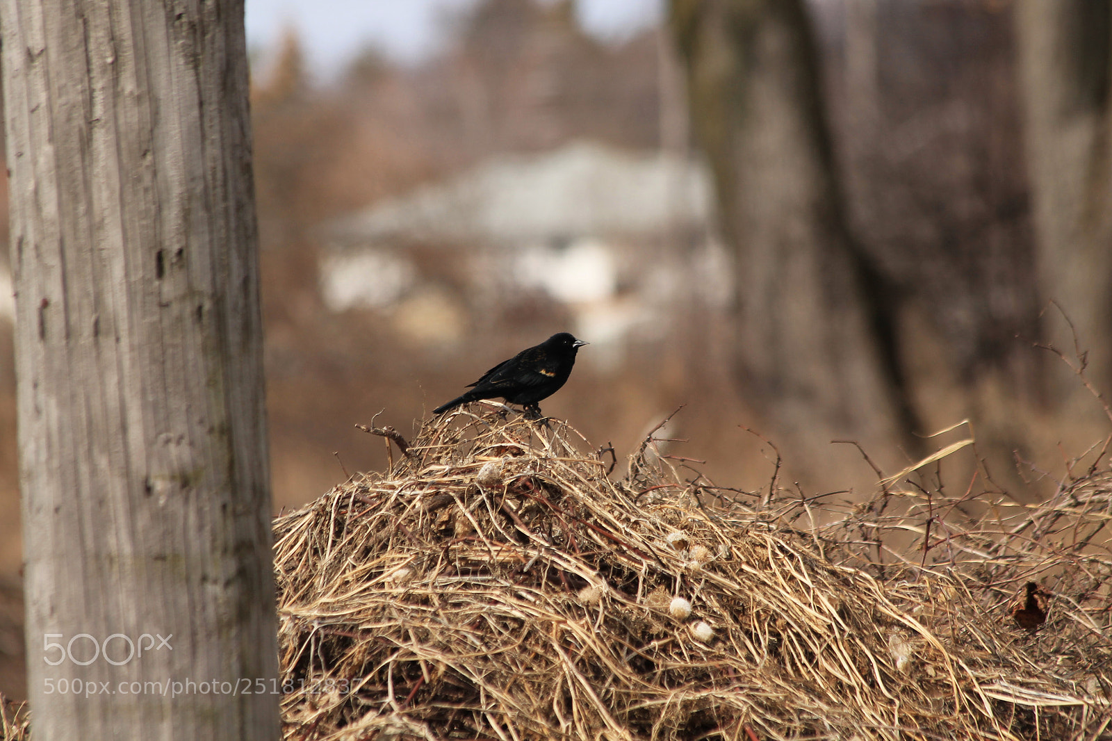 Canon EOS 1100D (EOS Rebel T3 / EOS Kiss X50) sample photo. Red-winged black bird photography