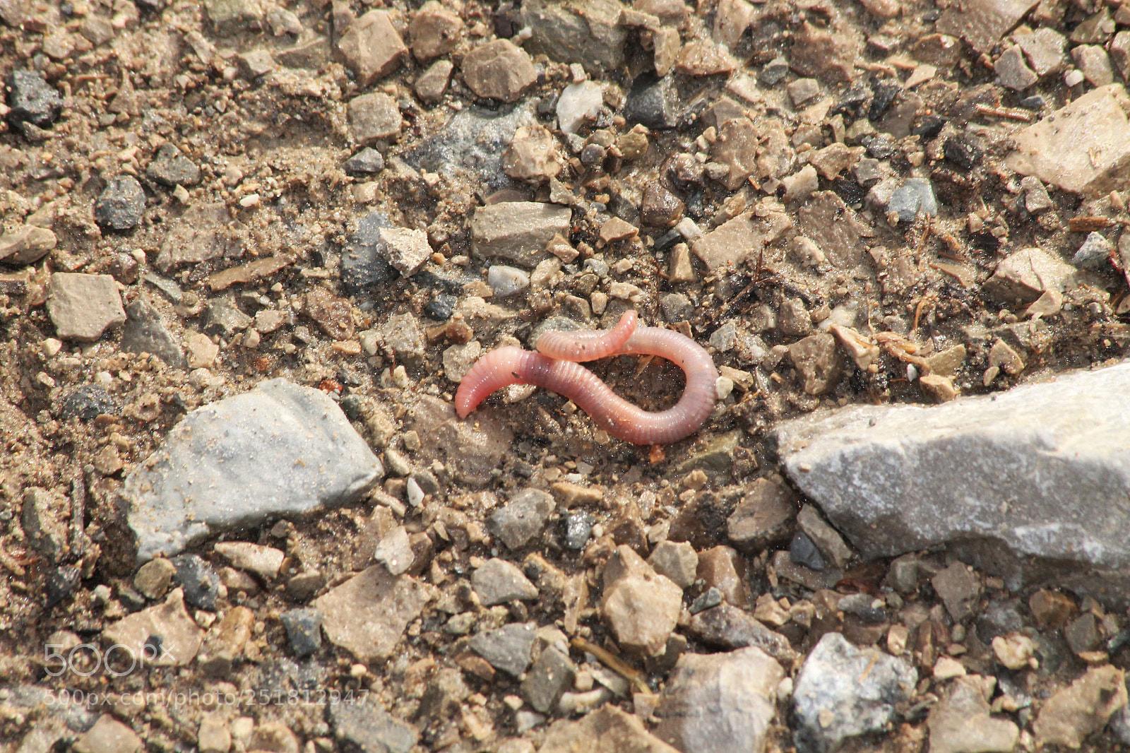 Canon EOS 1100D (EOS Rebel T3 / EOS Kiss X50) sample photo. Earth worm photography