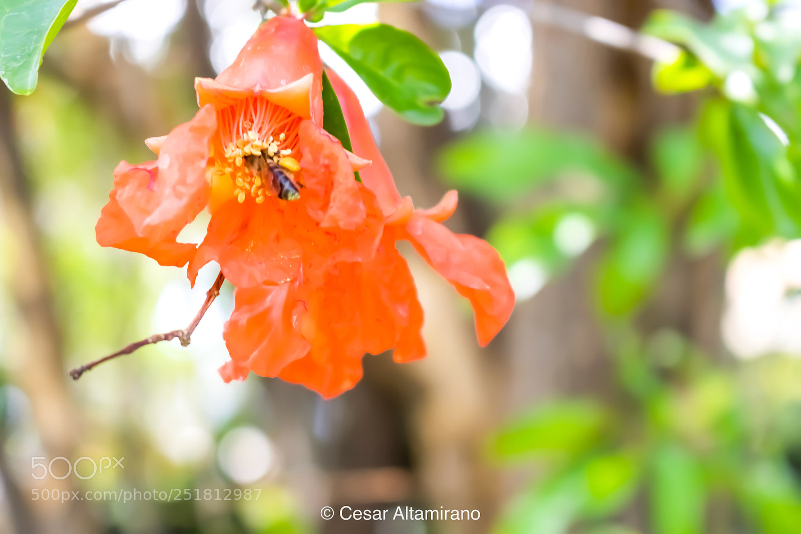 Canon EOS 750D (EOS Rebel T6i / EOS Kiss X8i) sample photo. Abeja y flor photography