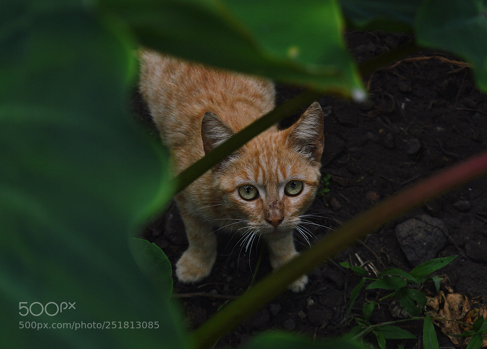 Nikon D3200 sample photo. Cat photography