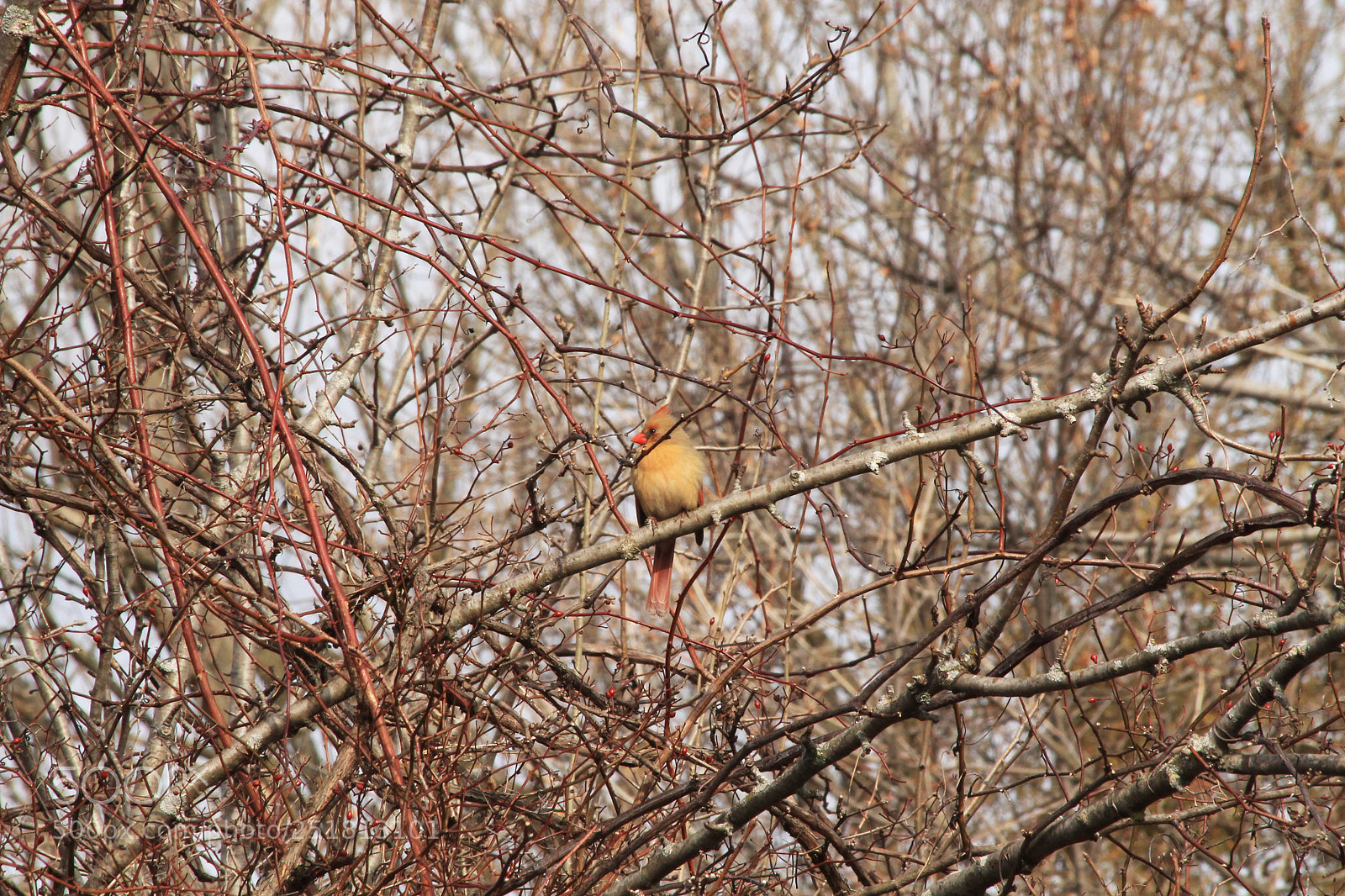 Canon EOS 1100D (EOS Rebel T3 / EOS Kiss X50) sample photo. Female northern cardinal photography