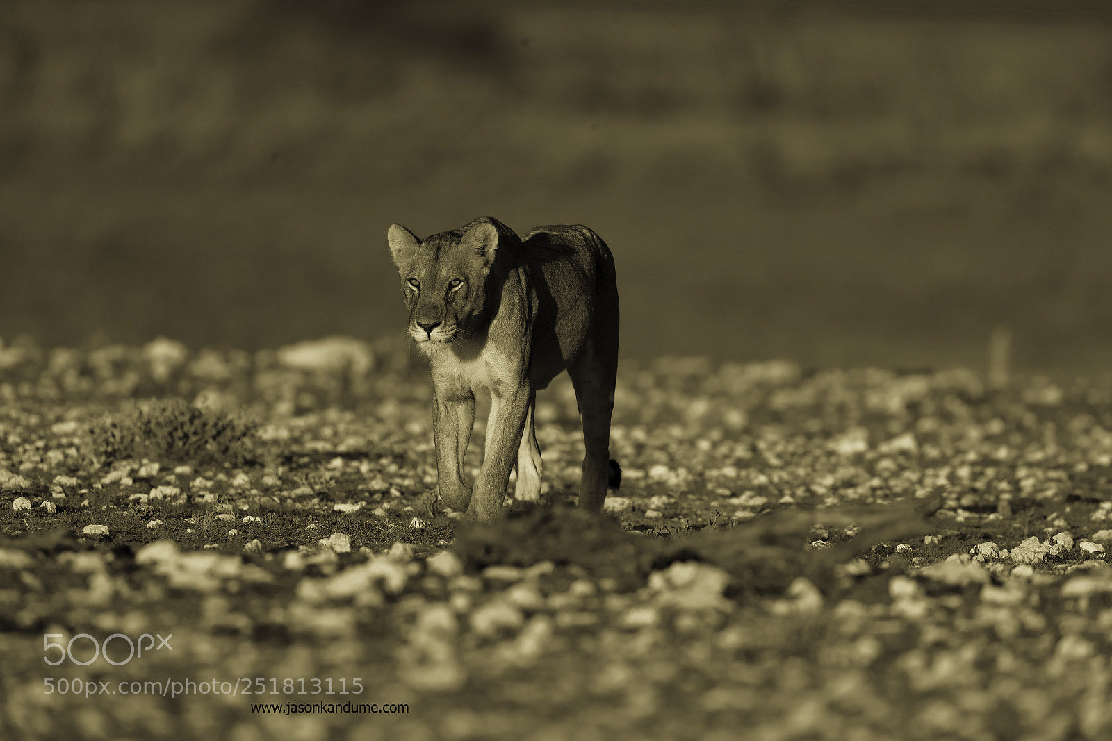 Canon EOS-1D X Mark II sample photo. Lion photography