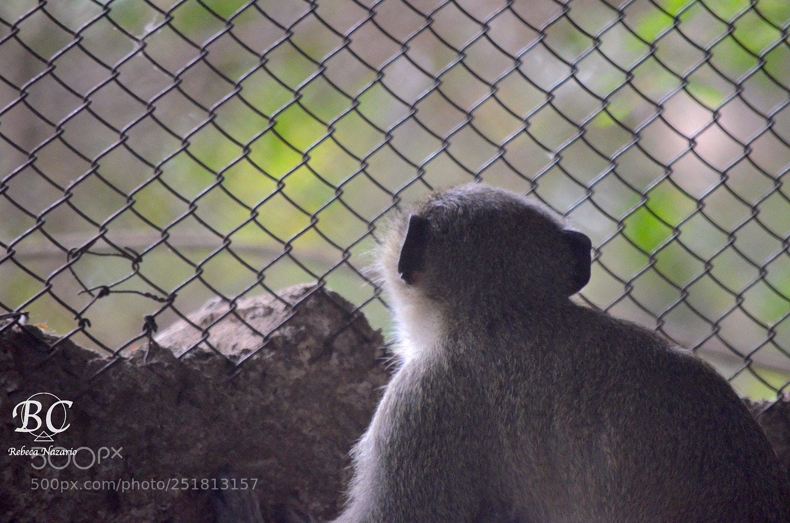 Nikon D5100 sample photo. Curious... photography