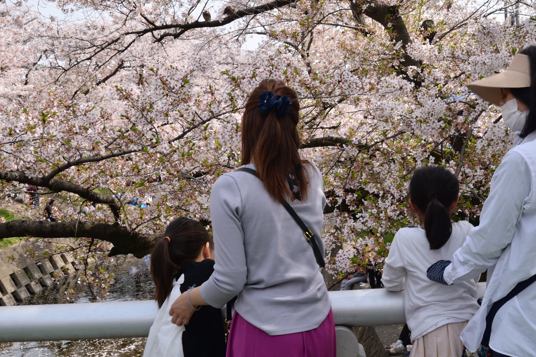Nikon D7000 sample photo. It's beautiful, isn't it? photography