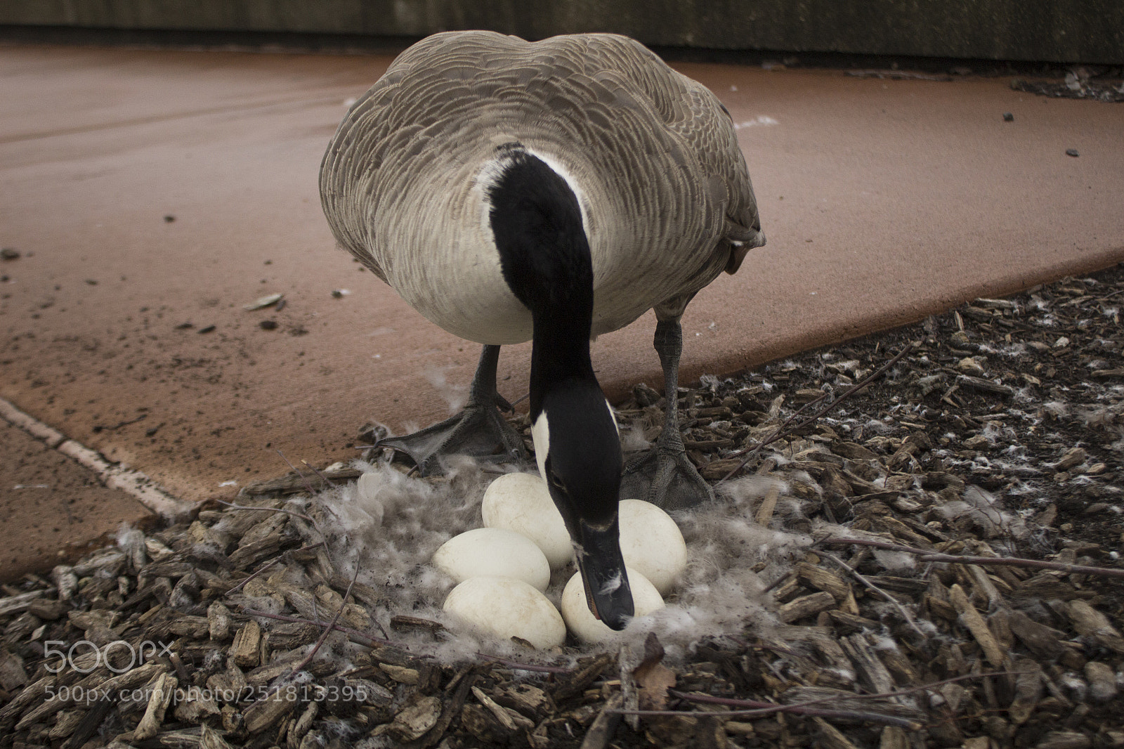 Canon EOS 1200D (EOS Rebel T5 / EOS Kiss X70 / EOS Hi) sample photo. Mother and eggs. photography
