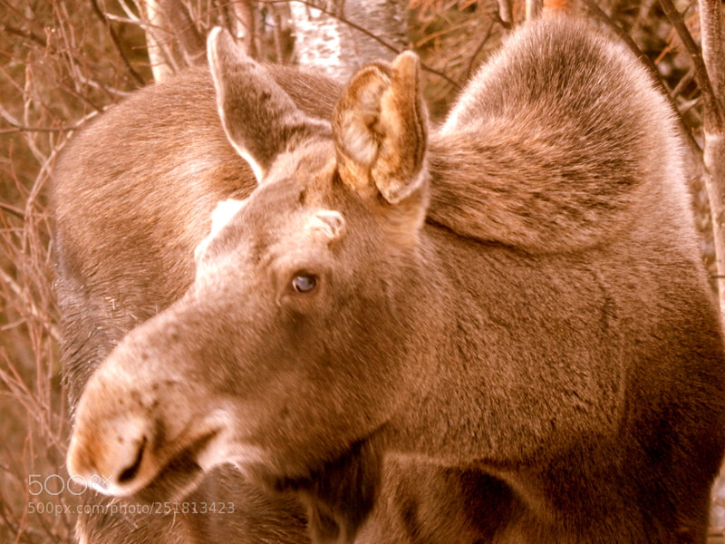 Nikon Coolpix L830 sample photo. My guest this morning photography
