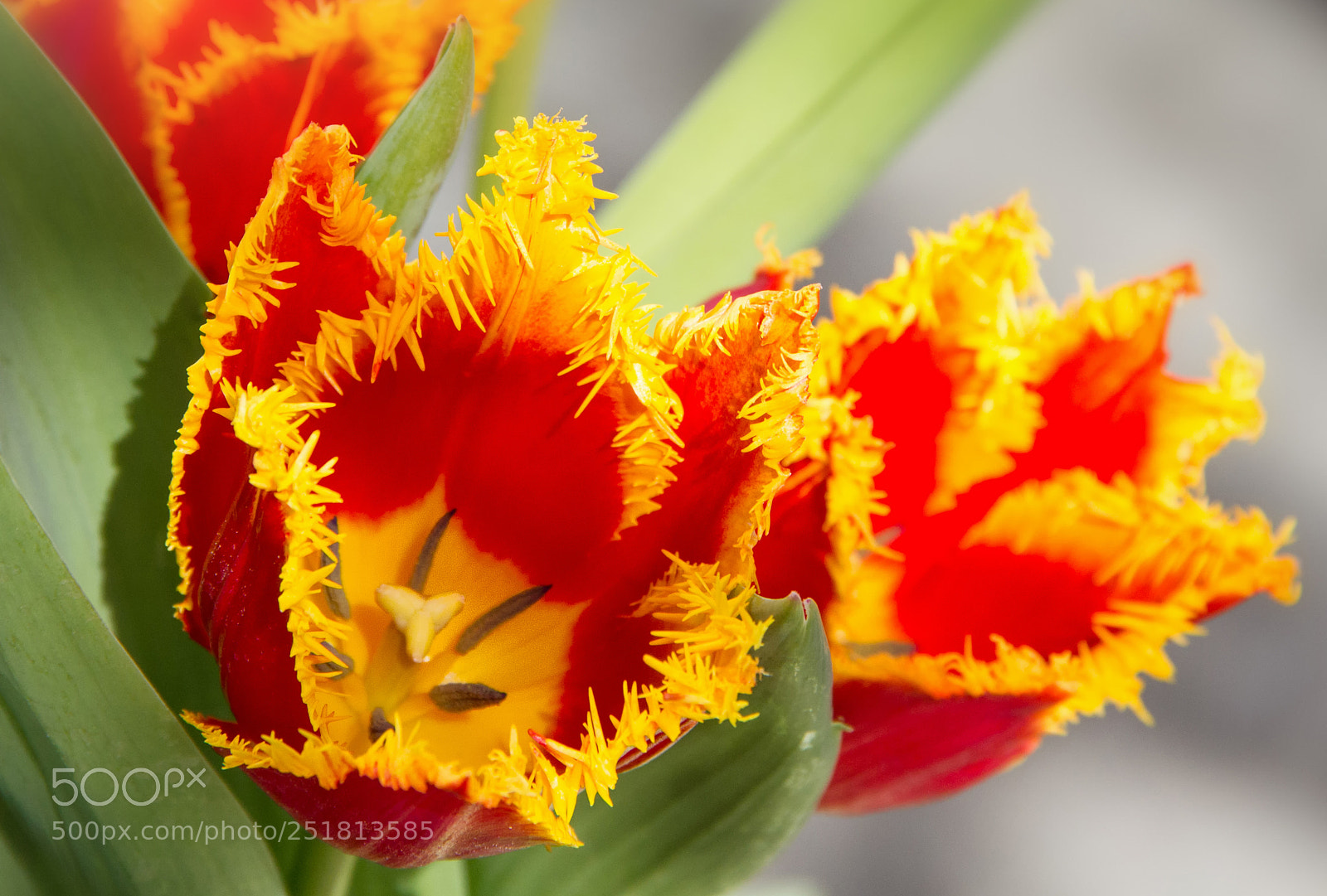 Canon EOS 550D (EOS Rebel T2i / EOS Kiss X4) sample photo. Yellow-fringed red tulip photography